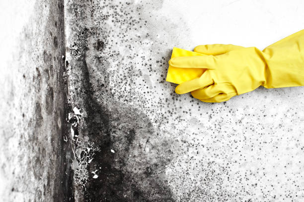 Best Commercial Mold Removal  in Solon, OH