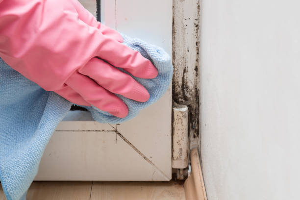 Trusted Solon, OH Mold Removal Experts